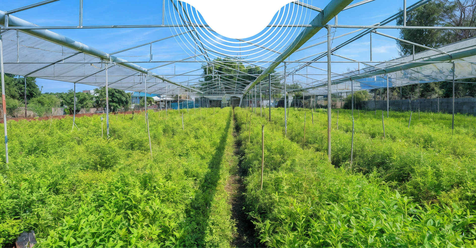 mo hinh giong cay dat chuan