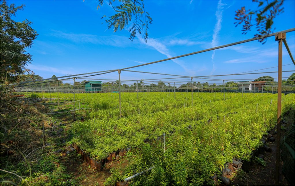 Mô hình trồng cây Đàn Hương tại Tây Nguyên