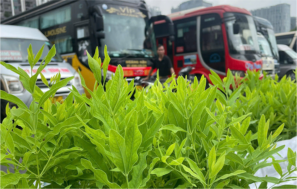 Vận chuyển cây Đàn Hương toàn quốc