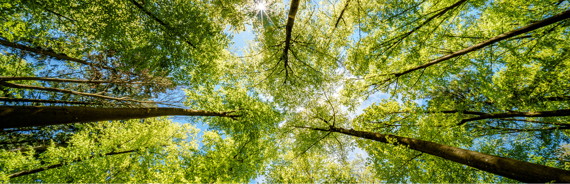 Câu chuyện về cây đàn hương